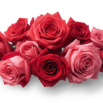 roses with a white background