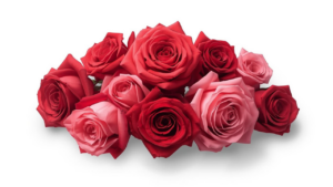 roses with a white background